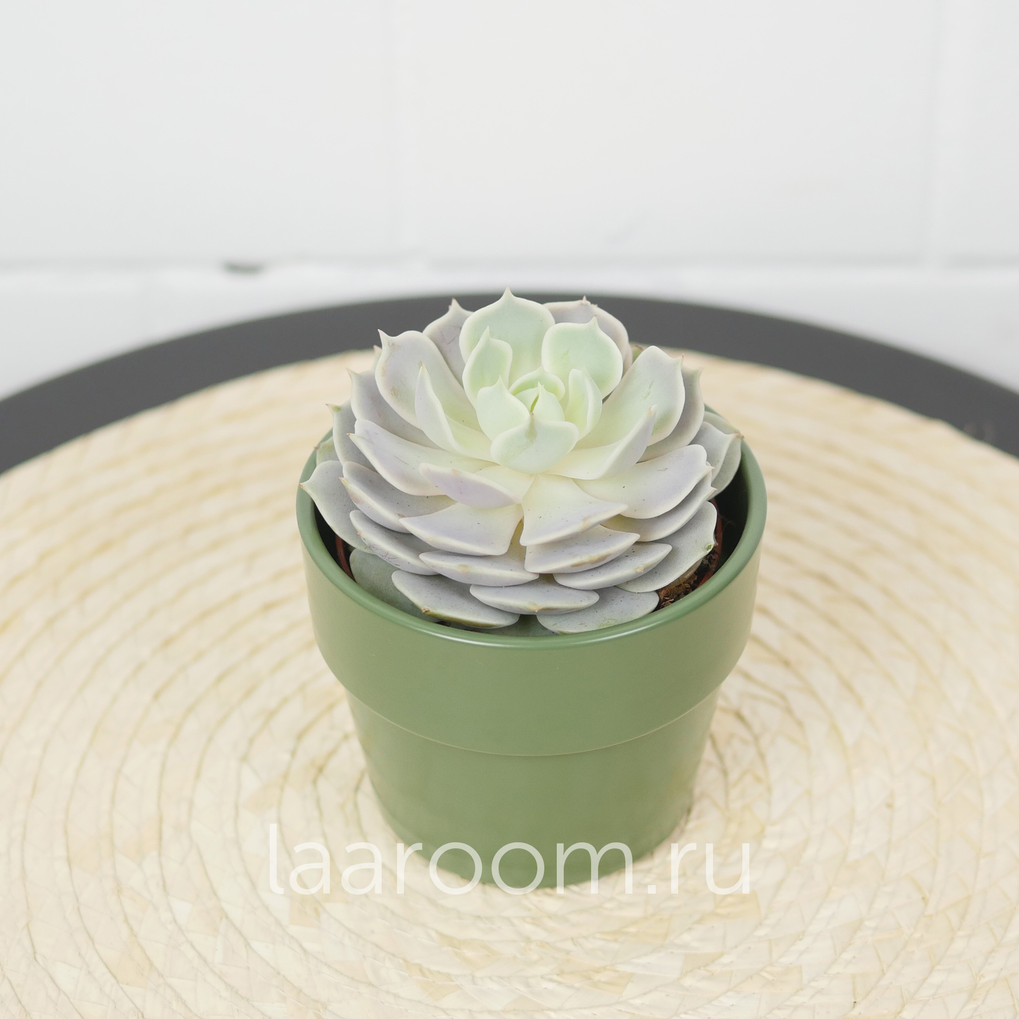 Суккулент Эхеверия Лола